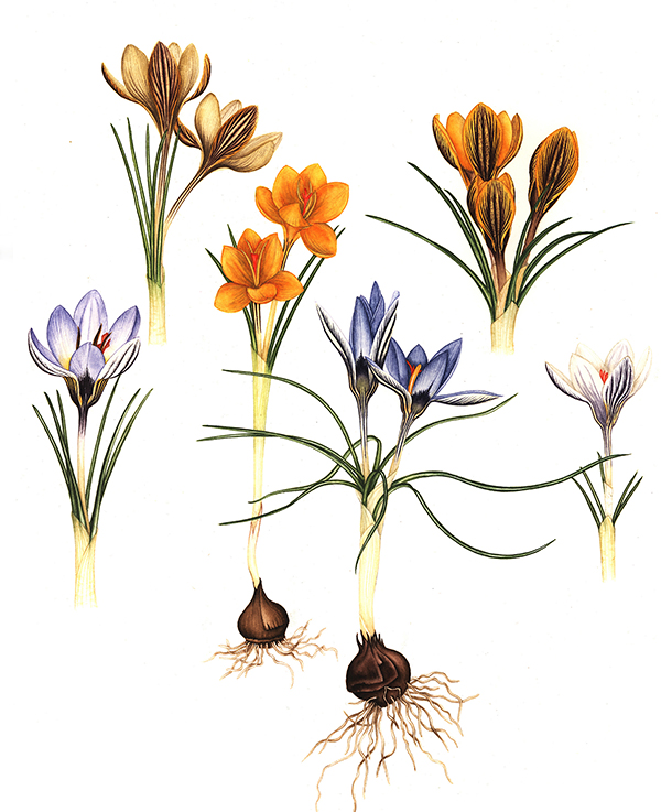 Crocus chrysanthus and biflorus ssp isauricus